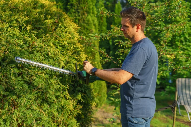 Man shaping an arborvitae hedge with power shears