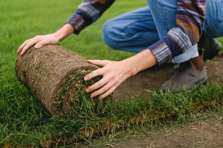 Hands unrolling a fresh roll of sod onto graded soil