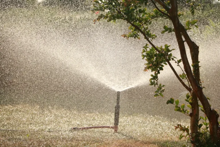 Spray head watering a lawn beside a young tree