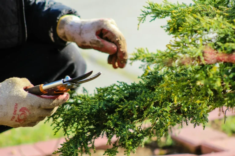Gloved hands pruning a juniper with hand shears