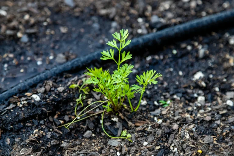 Drip irrigation line running past a young plant in a new bed