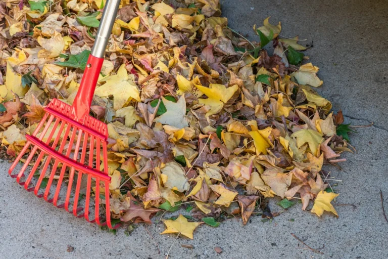Red rake beside a pile of fall leaves on a concrete walk